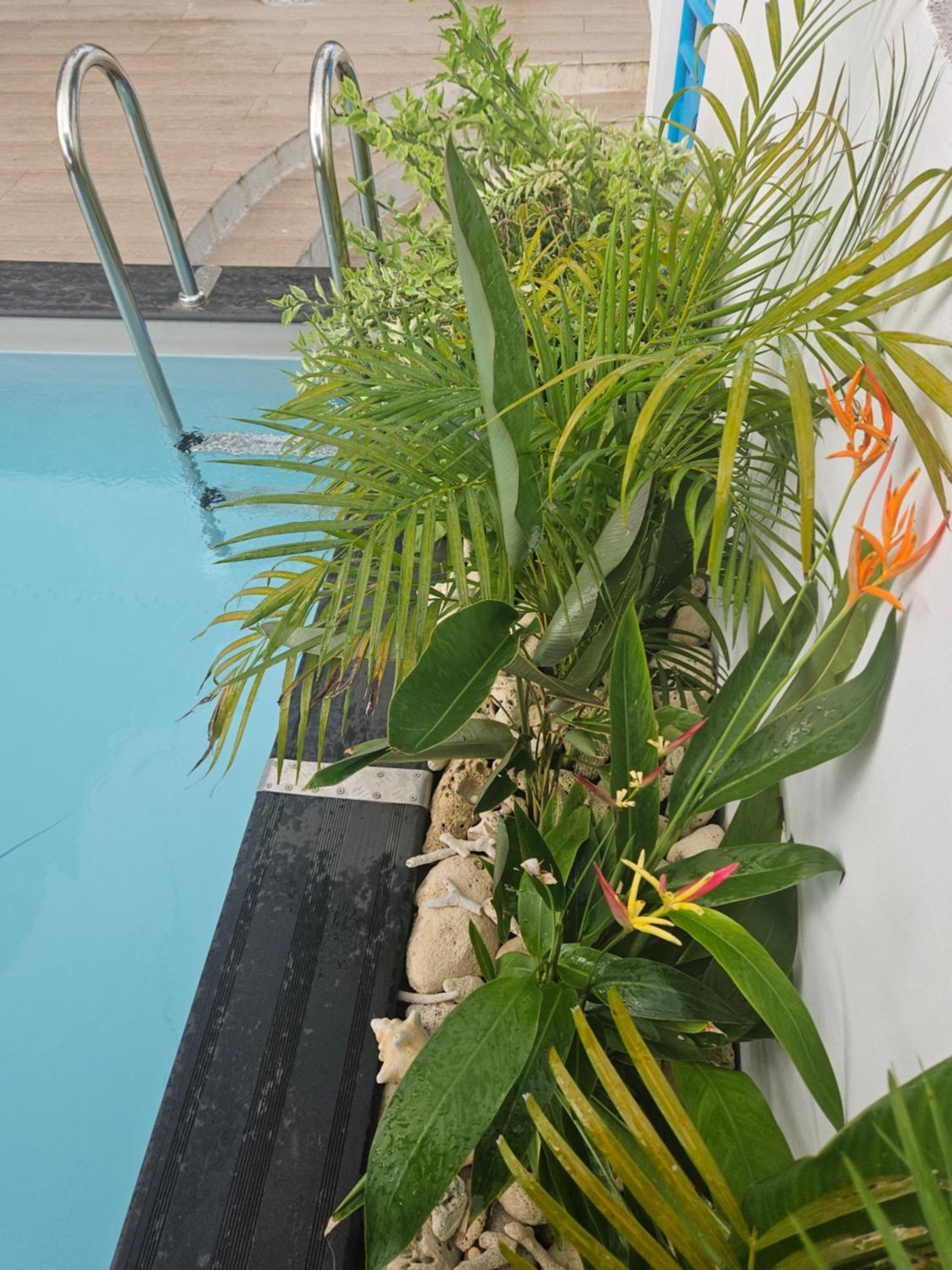 Ti Oasis Colibri, 1 Chambre, Piscine, A 150M De La Plage Sainte-Luce Eksteriør billede
